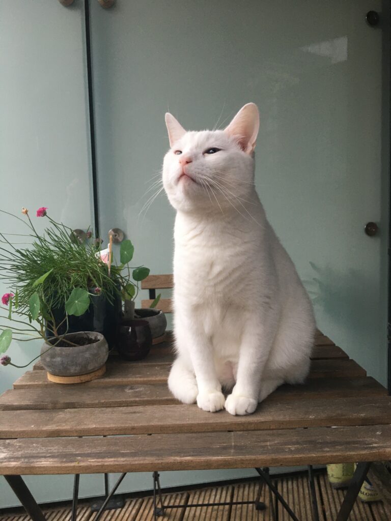 a white cat on a wooden table
