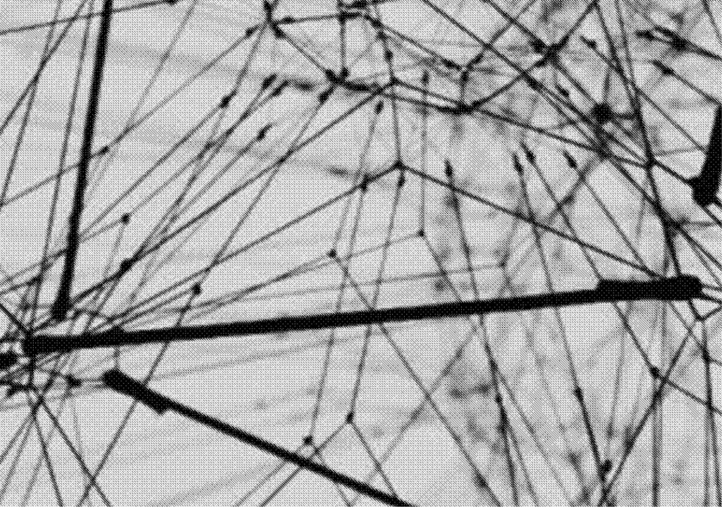 greyscale image of a rhizomatic network